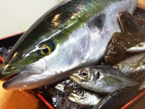 小田原産-お魚